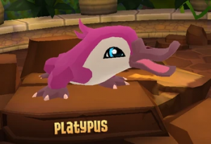 Platypus — All Animal Jam Animals (UPD: April 2024) option 41