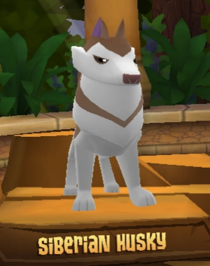 Siberianhusky — All Animal Jam Animals (UPD: April 2024) option 106