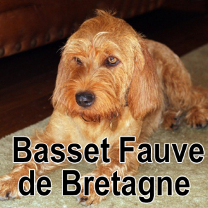 Bassetfauvedebretagne — Dog breeds (with name) option 22