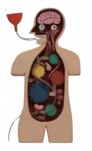 Bodymodel — DHMIS characters option 18