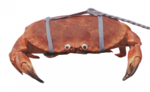 Crab — DHMIS characters option 33