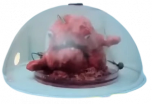 Experiment — DHMIS characters option 43
