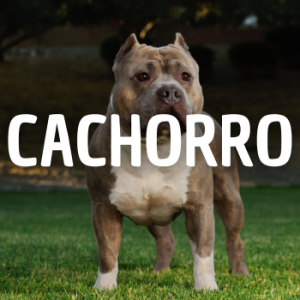 Cachorro — Animais que Amassaria option 1