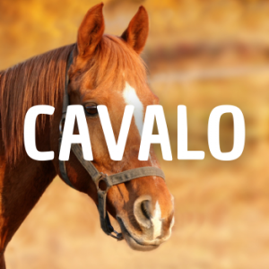Cavalo — Animais que Amassaria option 2