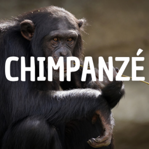 Chimpanz — Animais que Amassaria option 3