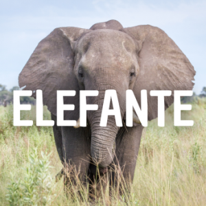 Elefante — Animais que Amassaria option 4