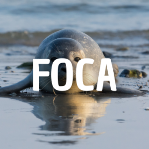 Foca — Animais que Amassaria option 5