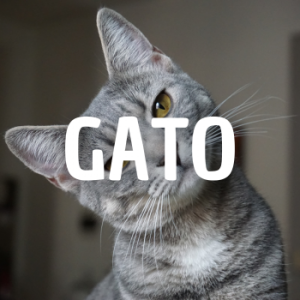 Gato — Animais que Amassaria option 7