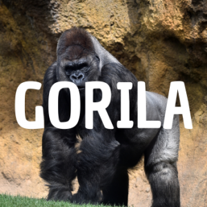 Gorila — Animais que Amassaria option 8