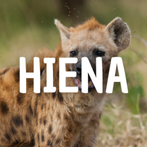 Hiena — Animais que Amassaria option 10