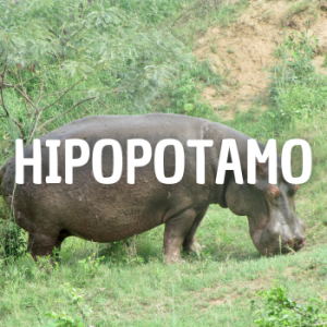 Hipopotamo — Animais que Amassaria option 11