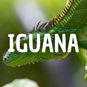 Iguana — Animais que Amassaria option 12