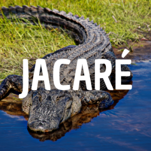 Jacar — Animais que Amassaria option 13