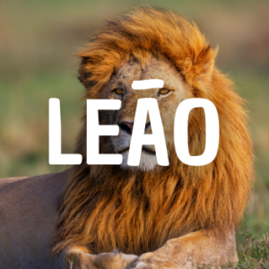 Leo — Animais que Amassaria option 14