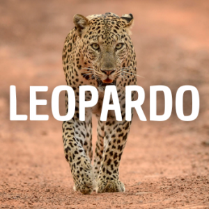 Leopardo — Animais que Amassaria option 15