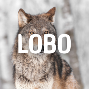 Lobo — Animais que Amassaria option 16
