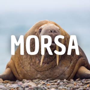 Morsa — Animais que Amassaria option 17