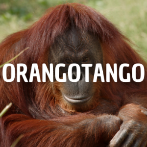 Orangotango — Animais que Amassaria option 18