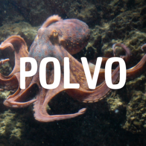 Polvo — Animais que Amassaria option 19