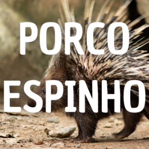 Porco Espinho — Animais que Amassaria option 20