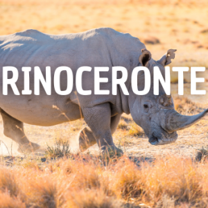 Rinoceronte — Animais que Amassaria option 21