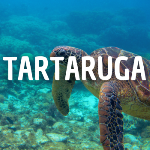 Tartaruga — Animais que Amassaria option 22