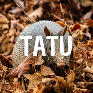 Tatu — Animais que Amassaria option 23