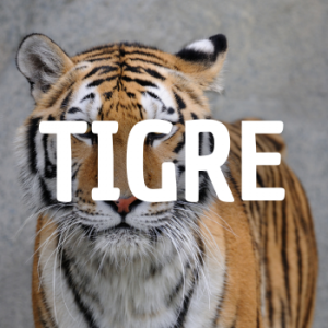 Tigre — Animais que Amassaria option 24