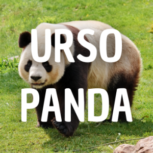 Urso Panda — Animais que Amassaria option 26
