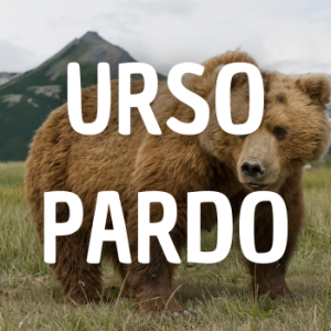 Urso Pardo — Animais que Amassaria option 27