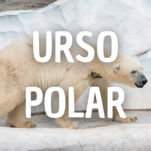 Urso Polar — Animais que Amassaria option 28