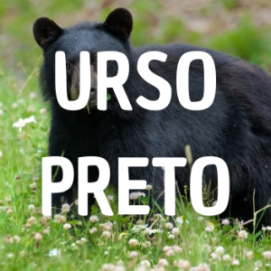 Urso Preto — Animais que Amassaria option 29