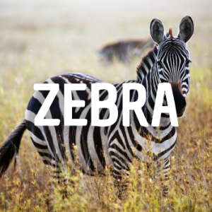 Zebra — Animais que Amassaria option 31