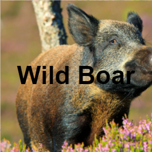 18boar — Meat, Seafood and Protein tierlist! option 9