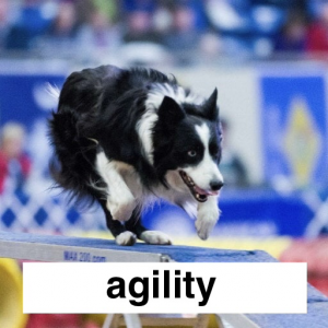 Img3688 — Which Is The Sportiest Sport? (100+ Sports!) option 31