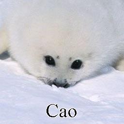 Cao — Ultimate PCB User Tier List option 39