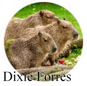 Dixieforress — Ultimate PCB User Tier List option 55