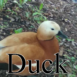 Duck — Ultimate PCB User Tier List option 58