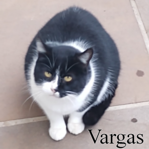 Vargas — Ultimate PCB User Tier List option 201