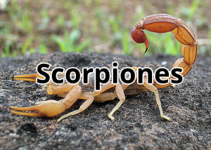 Zzzzz 1758930059scorpiones — Extant Panarthropod Order Tierlist option 114
