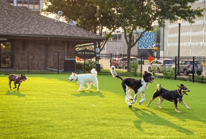 Dog Park Date — Types of Dates option 17