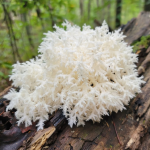 1690646081hericium Coralloides 1 — fungi (mushrooms and slime molds) option 5