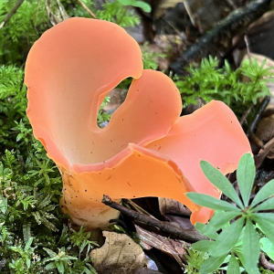 1692191479guepinia Helvelloides 7 — fungi (mushrooms and slime molds) option 6