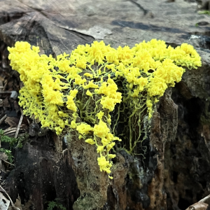 1695215755fuligo Septica 6 — fungi (mushrooms and slime molds) option 7