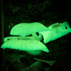 1726325491mycena Chlorophos 1 — fungi (mushrooms and slime molds) option 8