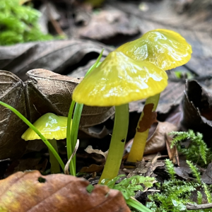 1729010727gliophorus Psittacinus 6 — fungi (mushrooms and slime molds) option 9