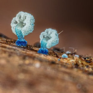 1729198556mycena Lazulina 1 — fungi (mushrooms and slime molds) option 10