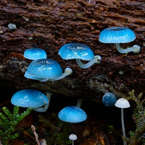 1729245512mycena Interrupta 2 — fungi (mushrooms and slime molds) option 11