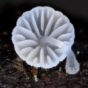 1729594097mycena Adscendens 3 — fungi (mushrooms and slime molds) option 12