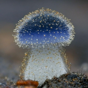 1729606120mycena Subcyanocephala 2 — fungi (mushrooms and slime molds) option 13